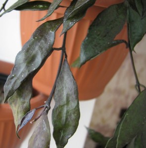 Hoya Lacunosa Royal Flush