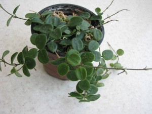Hoya Serpens