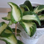 Hoya acuta var