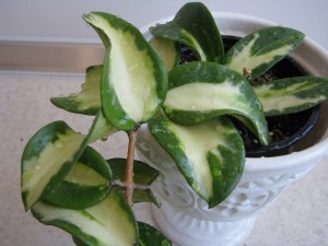 Hoya acuta var