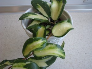 Hoya parasitica variegated