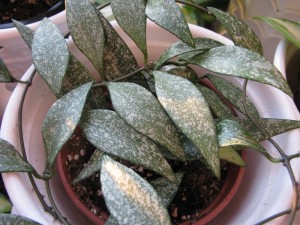 Hoya parviflora splach (2)