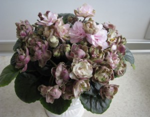 TV-Zhemchuzhina Nila (2)