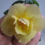 achimenantha-ruth-farrow