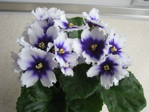 Humako no name (2)