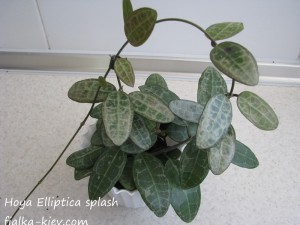 Hoya Elliptica splash (5)