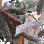 Hoya Hasseltii (sigillatis)