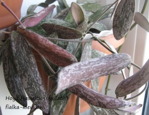 Hoya Hasseltii (sigillatis)
