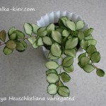Hoya Heuschkeliana variegated