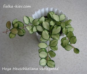 Hoya Heuschkeliana variegated