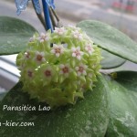 Hoya Parasitica Lao
