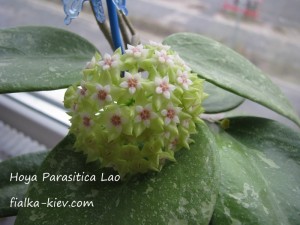 Hoya Parasitica Lao