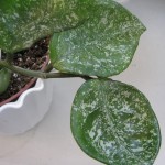 Hoya carnosa Round leaves splash