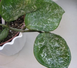 Hoya carnosa Round leaves splash