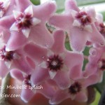 Hoya cv. Minibelle splash