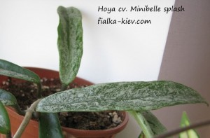 Hoya cv. Minibelle splash (3)