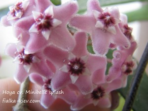 Hoya cv. Minibelle splash