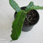 Hoya villosa