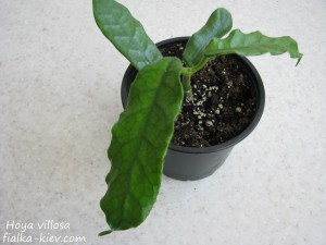 Hoya villosa