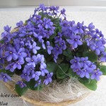Pixie Blue (6)