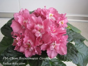 RM-Svet Voskhodyashchego Solntsa