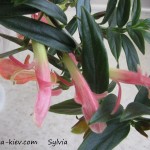 Sylvia