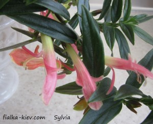 Sylvia