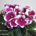 Humako Flame (2)