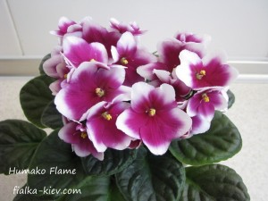 Humako Flame (2)