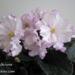 PT-Adelina