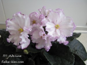 PT-Adelina