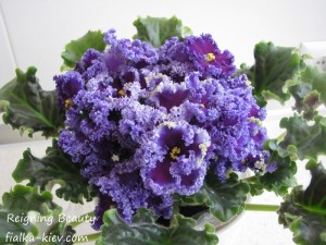 Reigning Beauty (2)