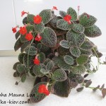 Aloha Mauna Loa