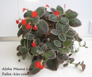 Aloha Mauna Loa