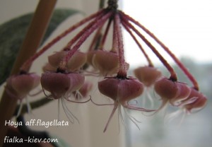 Hoya aff.flagellata