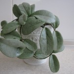 Hoya carnosa cv.Gray Ghost (5)