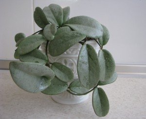 Hoya carnosa cv.Gray Ghost (5)