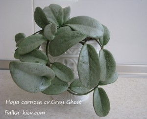 Hoya carnosa cv.Gray Ghost (5)
