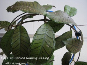Hoya sp. Borneo Gunung Gading