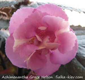 Achimenantha Grace Nelson