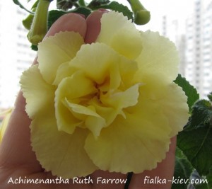 Achimenantha Ruth Farrow (4)