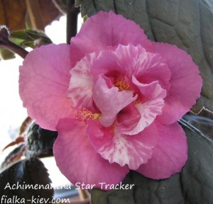 Achimenantha Star Tracker