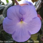 Blue Swan (2)