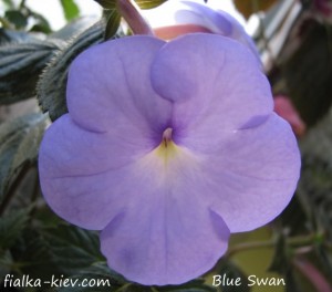 Blue Swan (2)