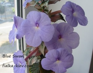 Blue Swan