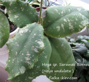 Hoya sp. Sarawak Borneo (Hoya undulata )