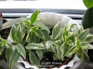 Light Prince