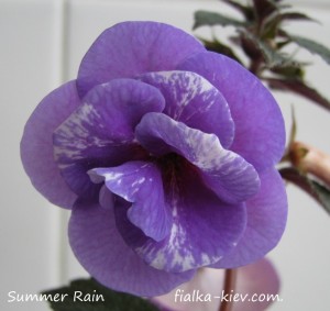 Summer Rain