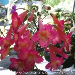 Achimenantha Northwood’s Sunburst