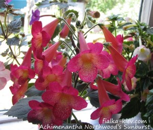 Achimenantha Northwood’s Sunburst